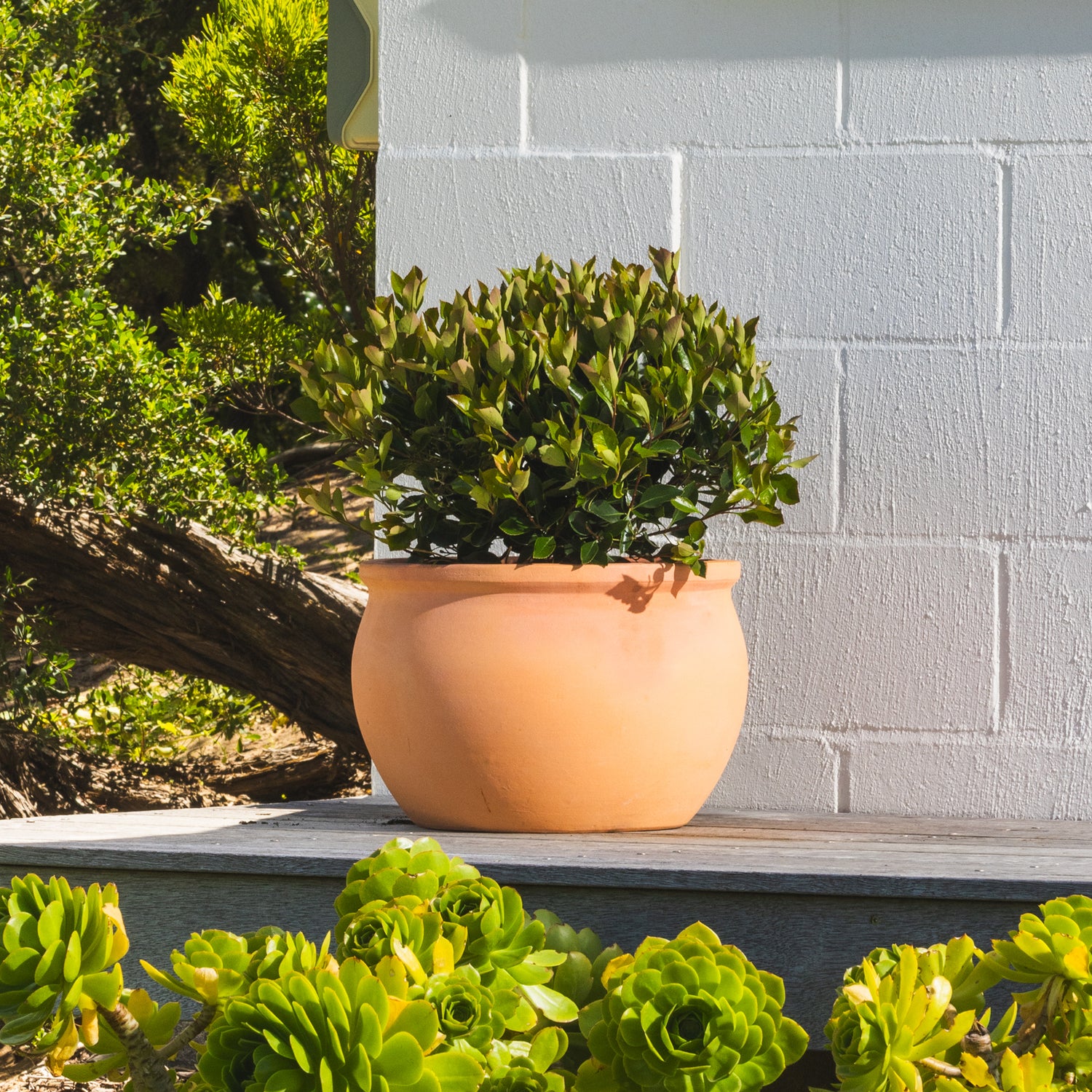 Figo Terracotta Bowl Planter