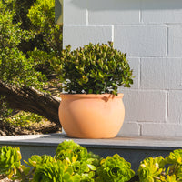 Figo Terracotta Bowl Planter