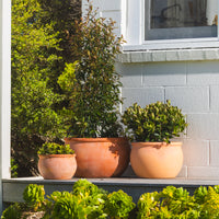 Figo Terracotta Bowl Planter