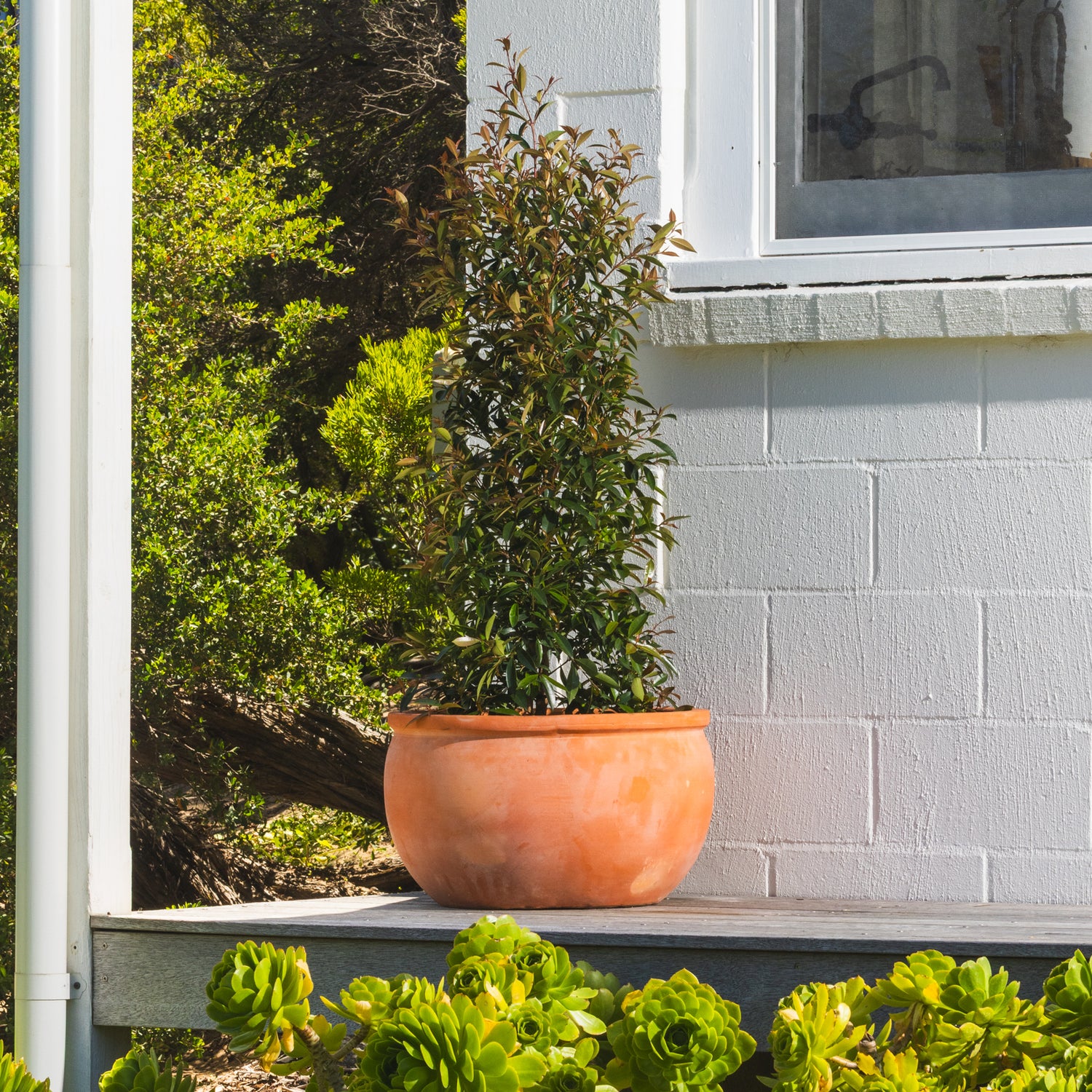 Figo Terracotta Bowl Planter