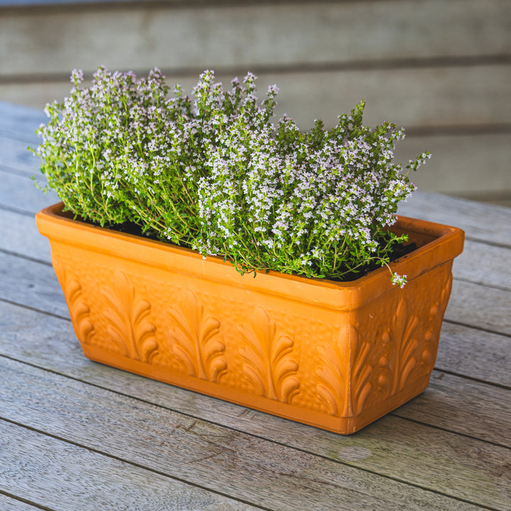 Rosa Terracotta Trough Planter