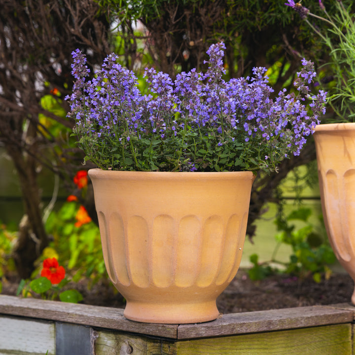 Amelia Terracotta Pedestal Egg Pot