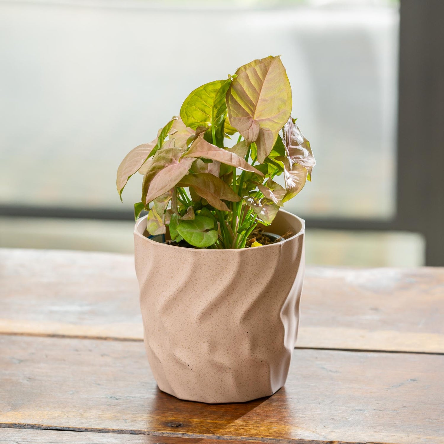 Kai Egg Pot