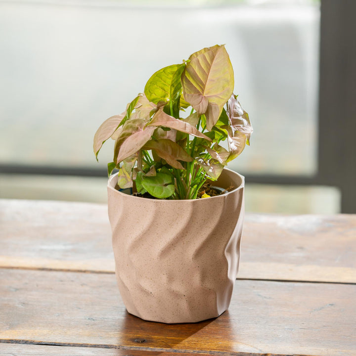Kai Egg Pot