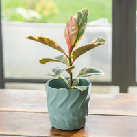 Kai Egg Pot