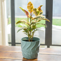 Kai Egg Pot