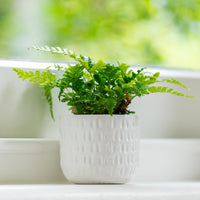 Numi Mini Pot