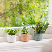 Numi Mini Pot