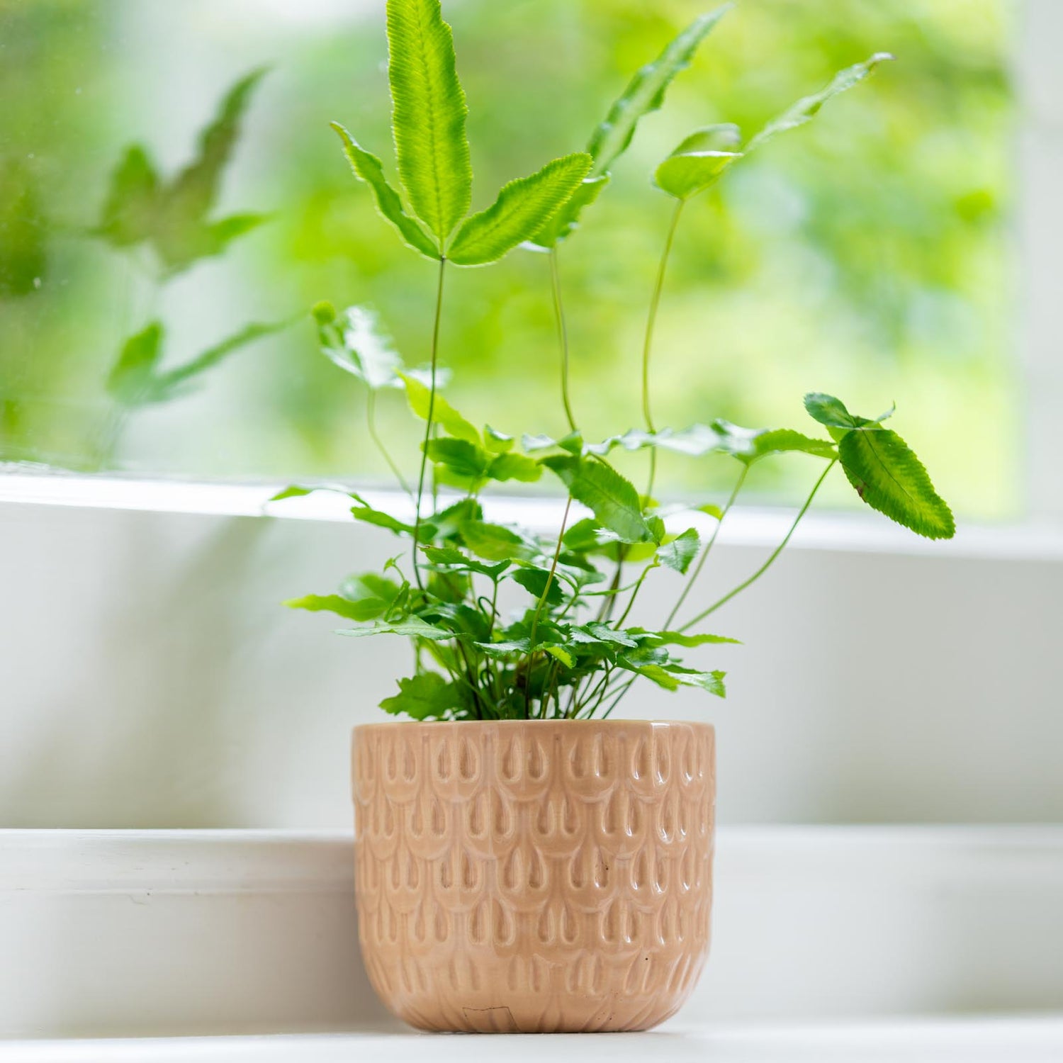 Numi Mini Pot