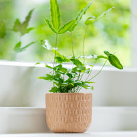 Numi Mini Pot