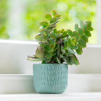 Numi Mini Pot