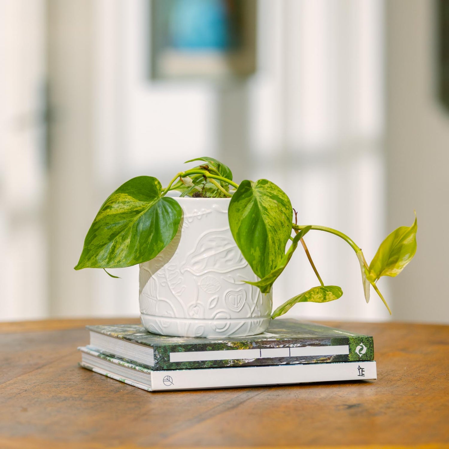Bloom Cylinder Pot