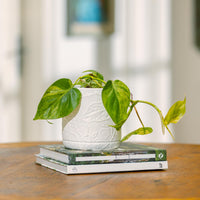 Bloom Cylinder Pot