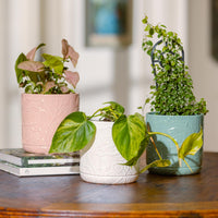 Bloom Cylinder Pot