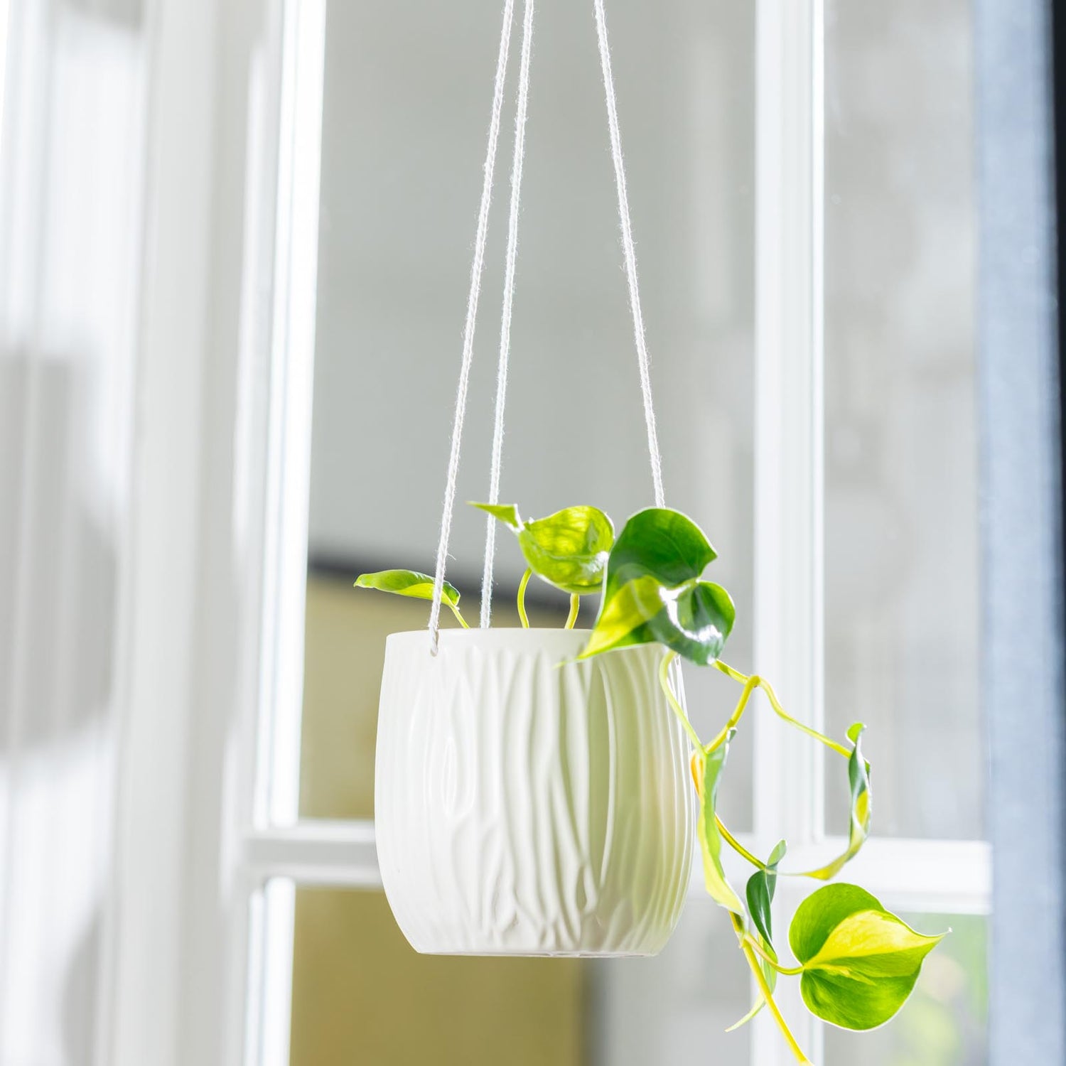 Luna Hanging Pot