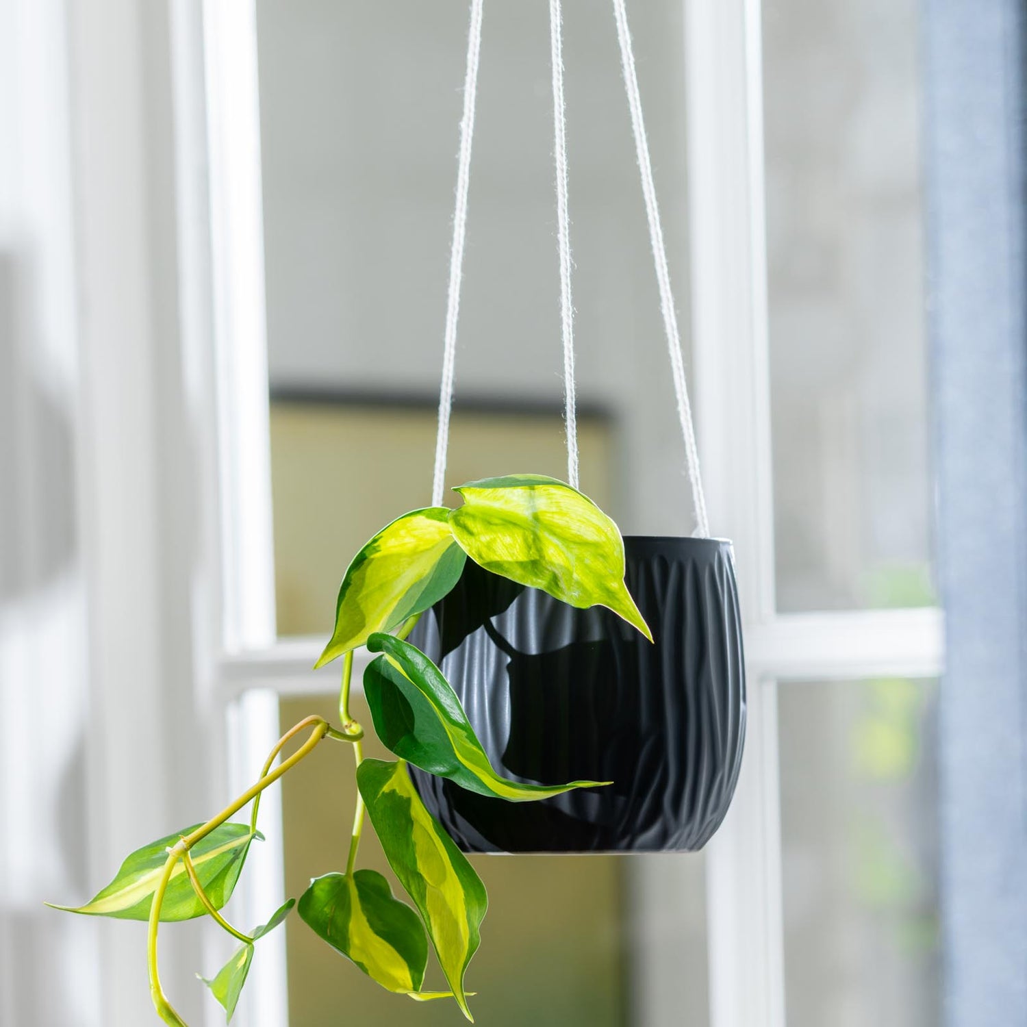 Luna Hanging Pot