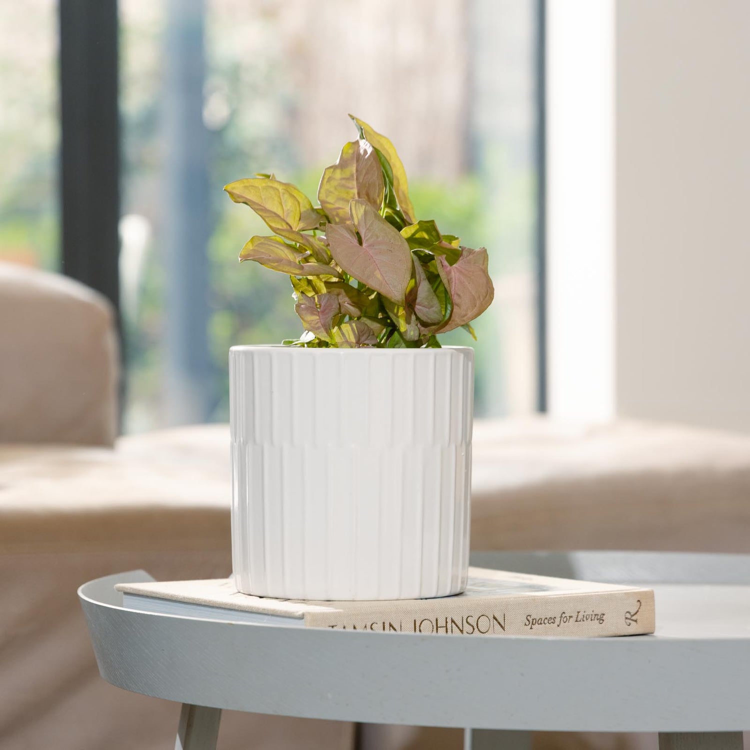Bodhi Cylinder Pot