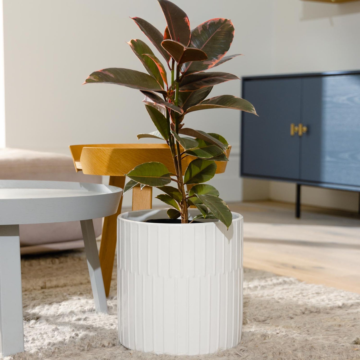 Bodhi Cylinder Pot