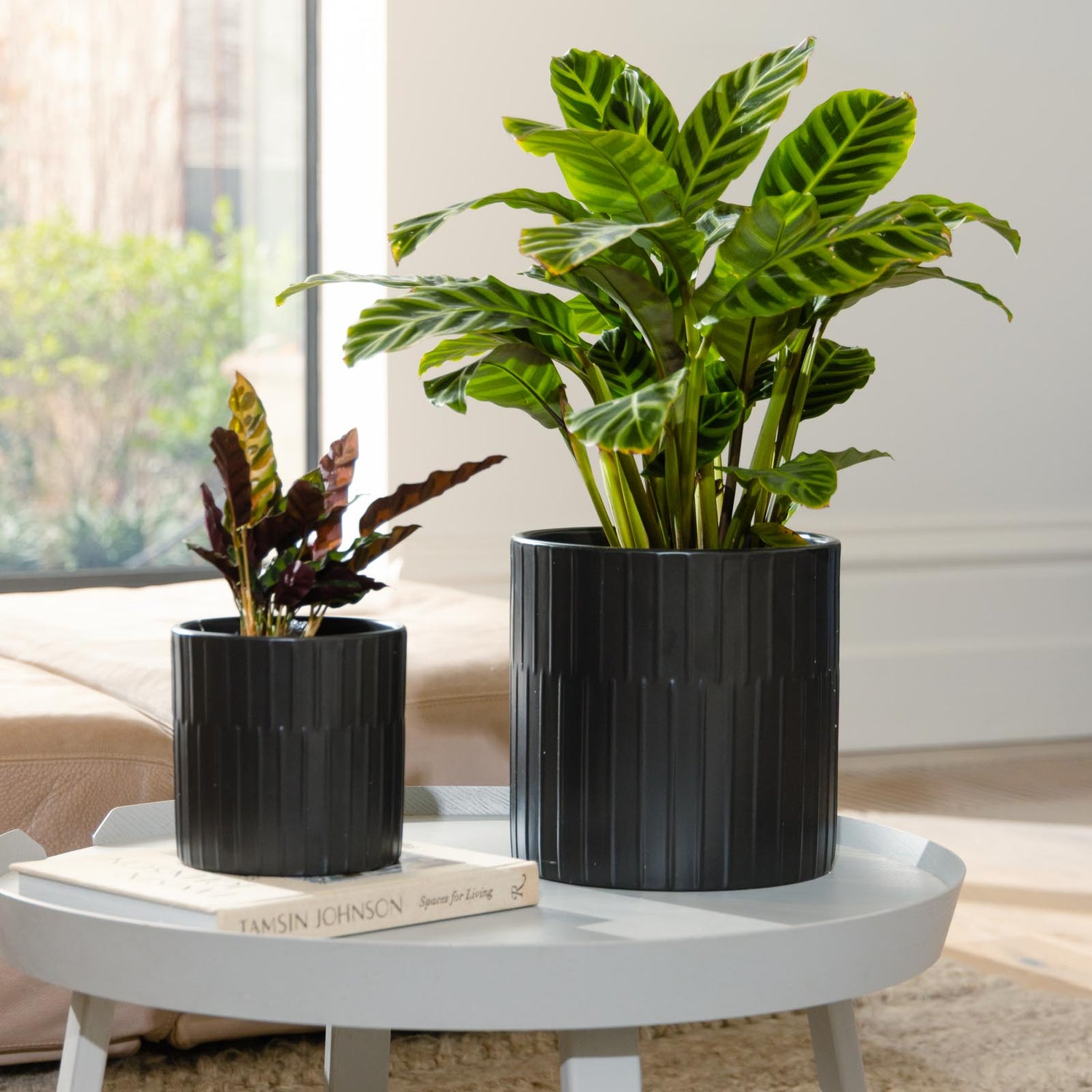 Bodhi Cylinder Pot
