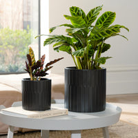 Bodhi Cylinder Pot