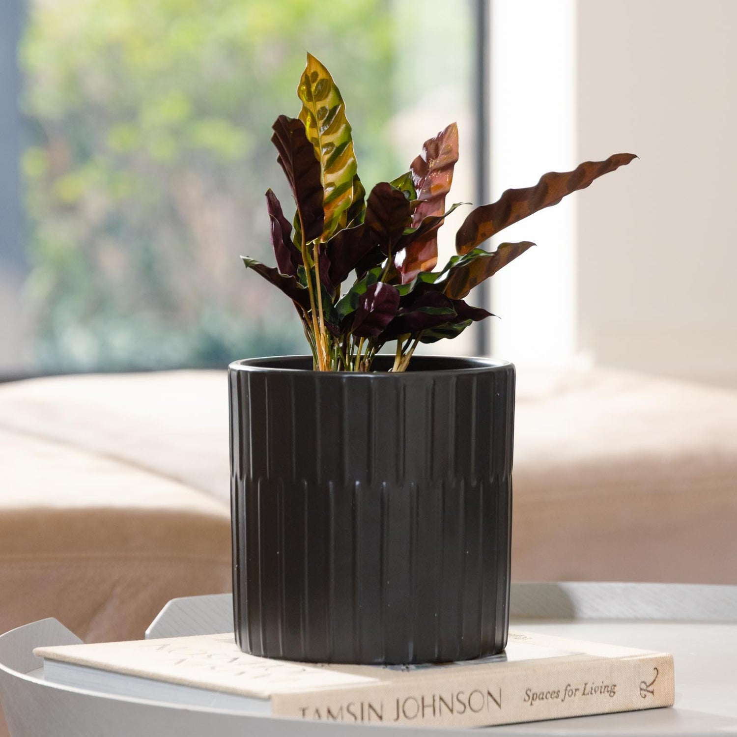 Bodhi Cylinder Pot