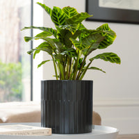 Bodhi Cylinder Pot