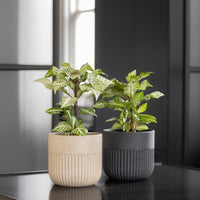 Thali Round Pot