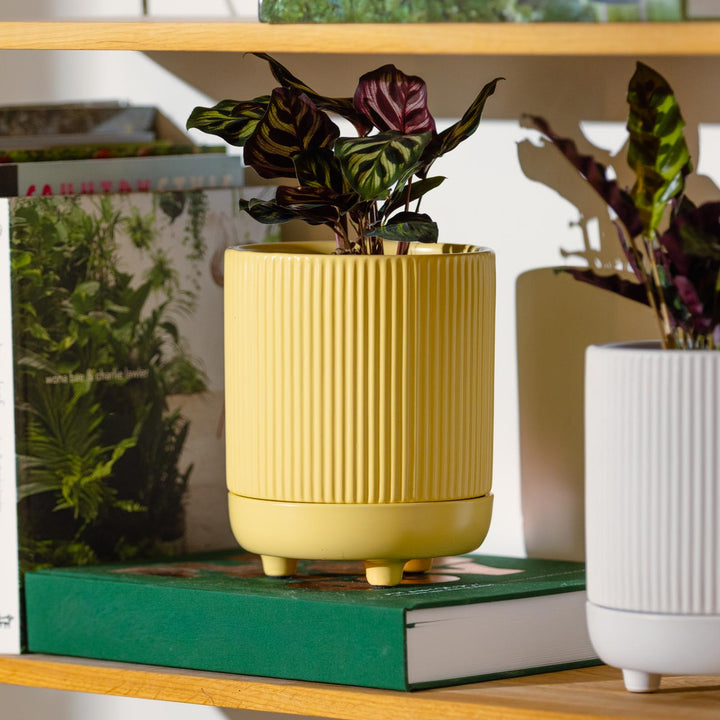 Alure Cylinder Pot