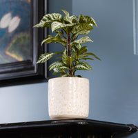 Aries Egg Pot