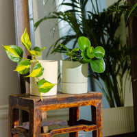 Jac Cylinder Pot with Saucer