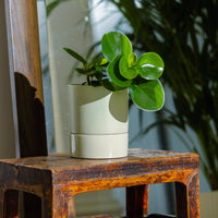 Jac Cylinder Pot with Saucer