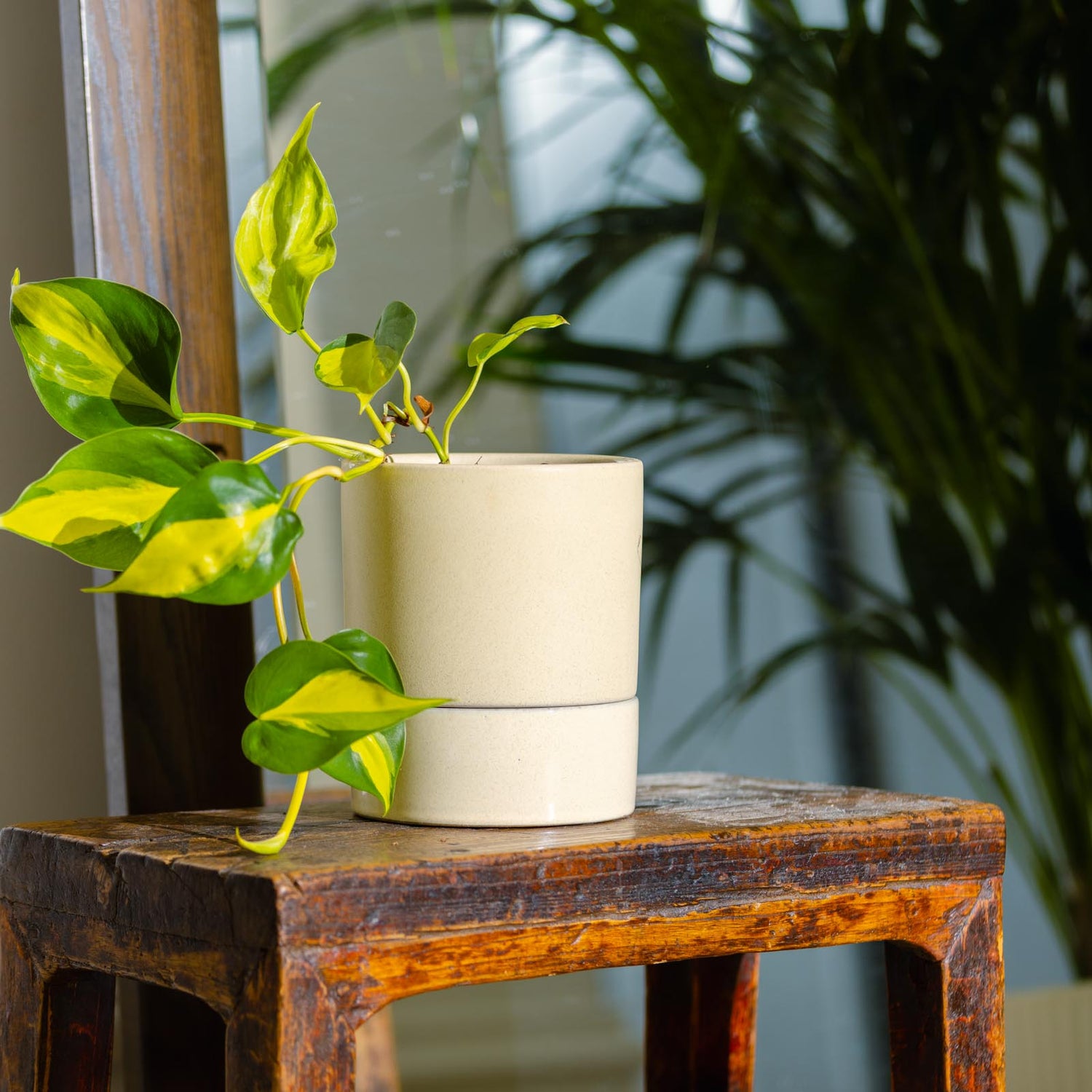 Jac Cylinder Pot with Saucer