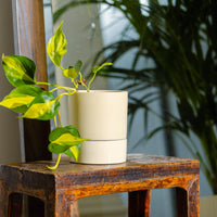 Jac Cylinder Pot with Saucer