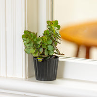 Oasis Mini Pot