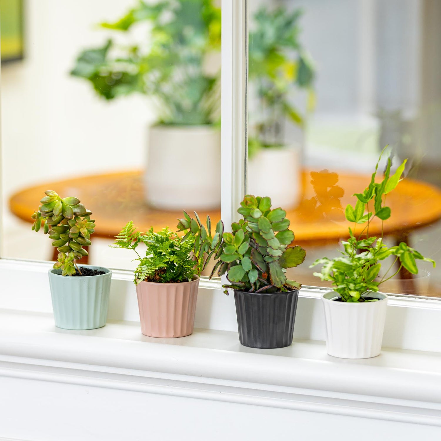Oasis Mini Pot