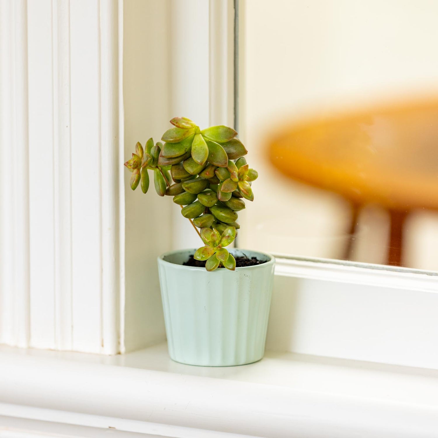 Oasis Mini Pot