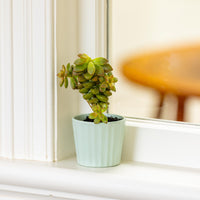 Oasis Mini Pot