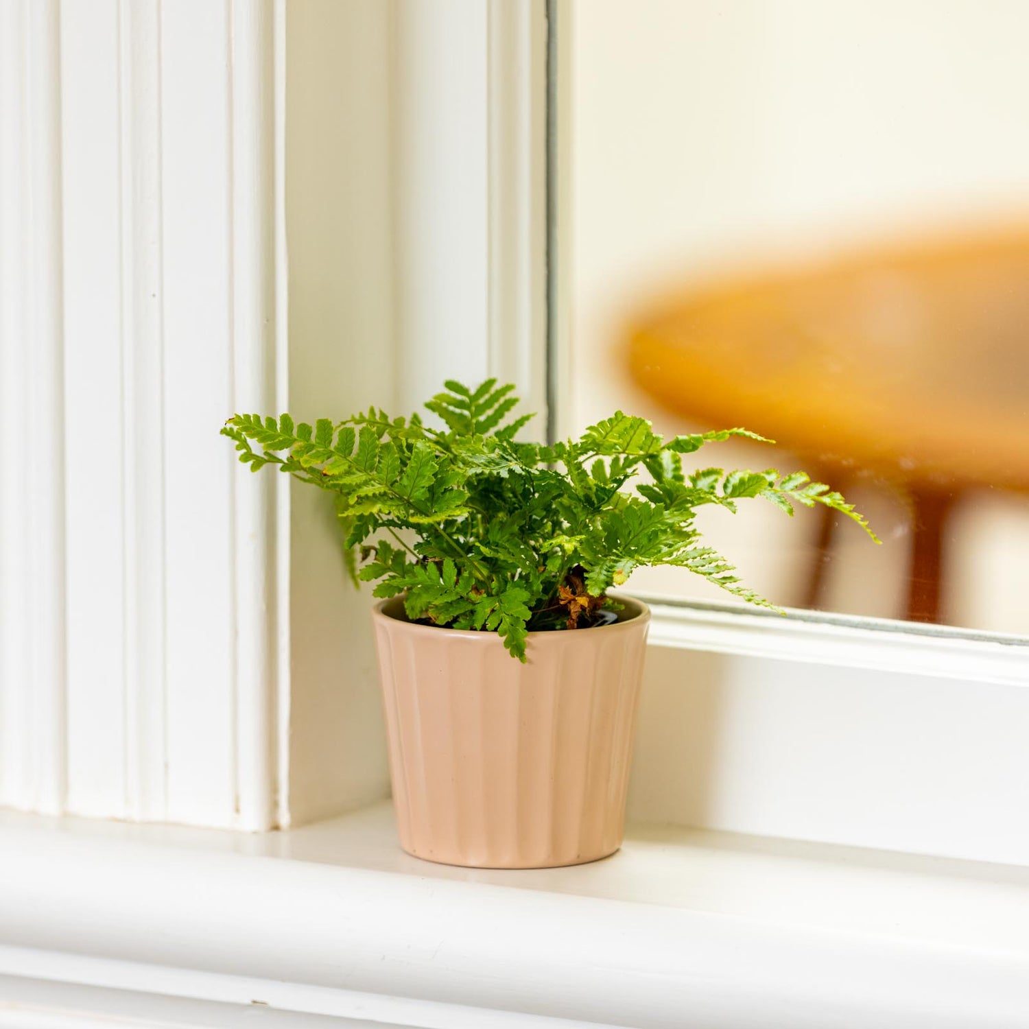 Oasis Mini Pot