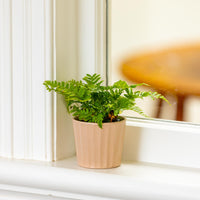 Oasis Mini Pot