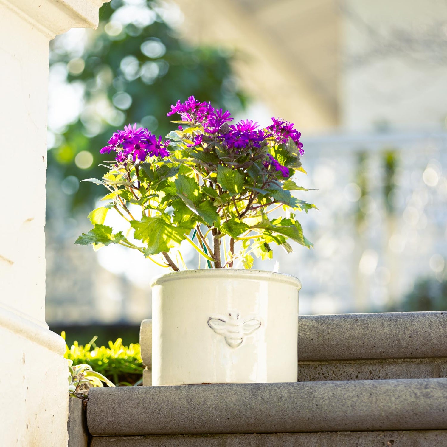 Bee Glazed Planter