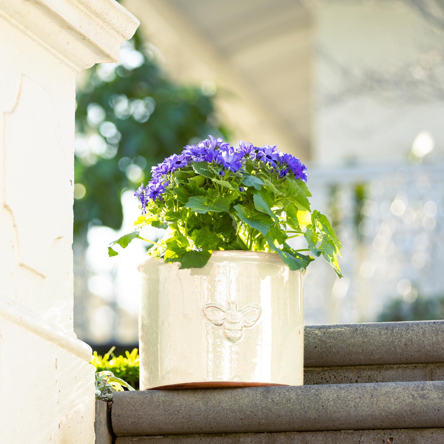 Bee Glazed Planter