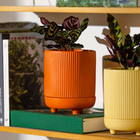 Alure Cylinder Pot
