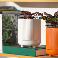 Alure Cylinder Pot