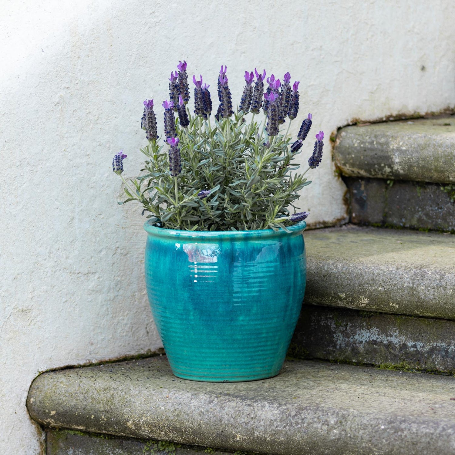 Holland Glazed Terracotta Planter