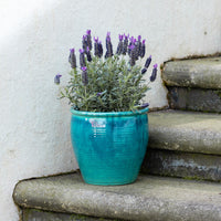 Holland Glazed Terracotta Planter