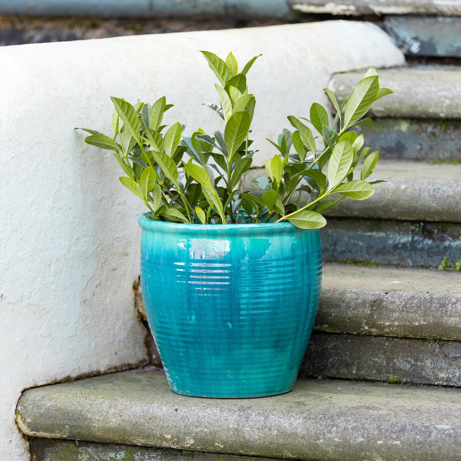 Holland Glazed Terracotta Planter