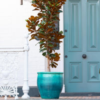 Holland Glazed Terracotta Planter