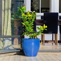 Holland Glazed Terracotta Planter