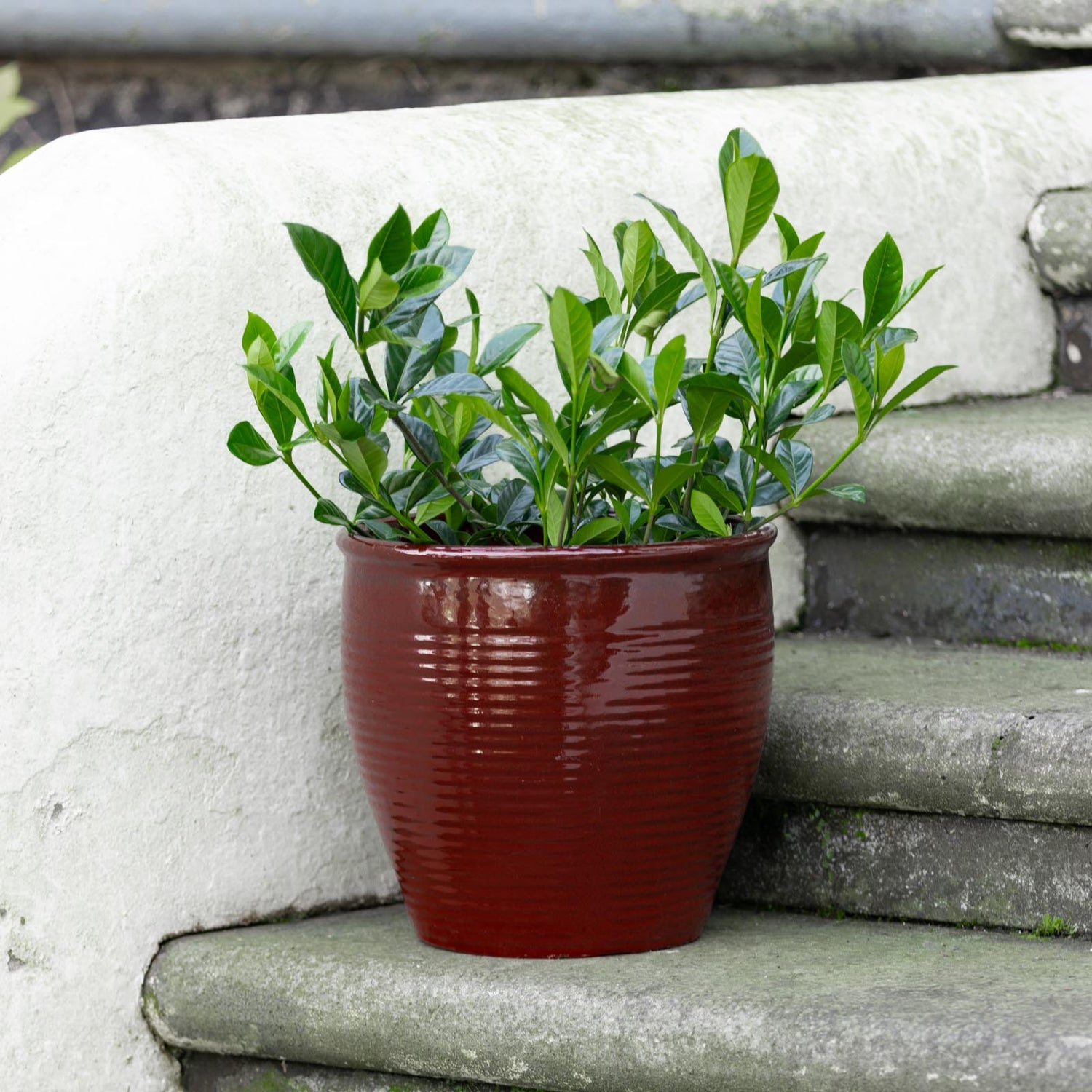 Holland Glazed Terracotta Planter