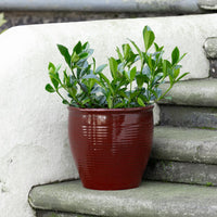 Holland Glazed Terracotta Planter